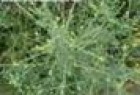ERISIMO PIANTA TT
